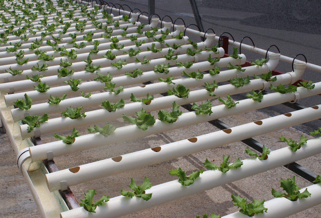 Plant An Edible Garden | Keep Safe